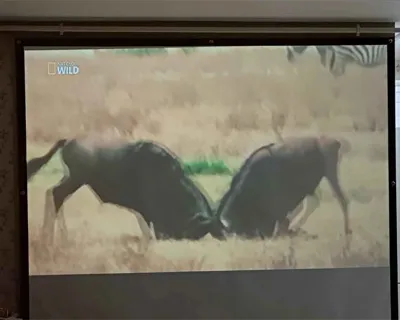 Projeksiyon kumaş kalitesi çok iyi